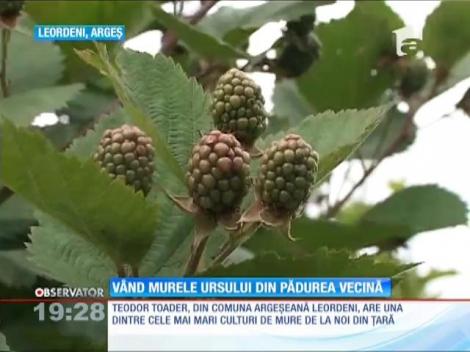 Speculanţii vând fructe de pădure de import la prețuri uriașe