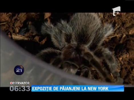 Expoziţie de păianjeni şi scorpioni la New York