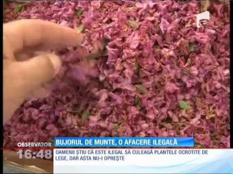 Bujorul de munte, o afacere ilegală