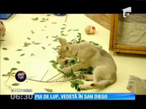 Un pui de lup, vedeta unor spectacole de peste Ocean
