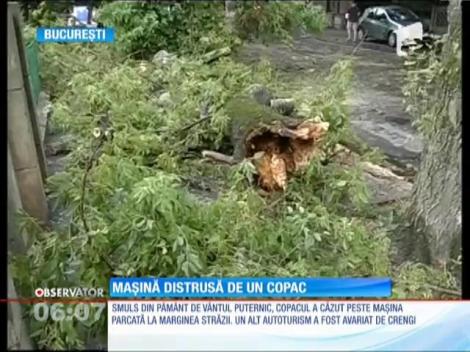 Un copac a căzut peste o maşină, din cauza vântului puternic