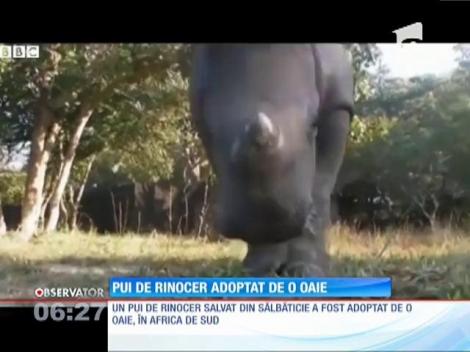 Un pui de rinocer a fost adoptat de o oaie