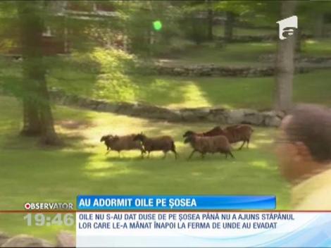 O turmă de oi a adormit pe o şosea americană