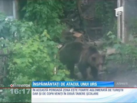 Oamenii din comuna Ceahlău, înspăimântaţi de atacul unui urs