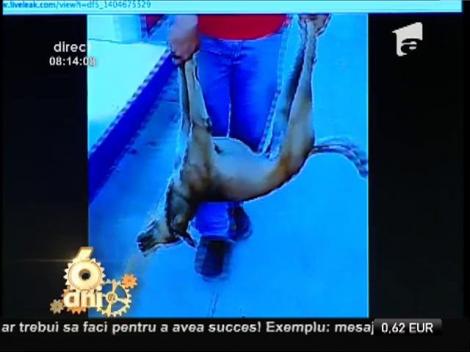 Smiley News: Căţelul adormit