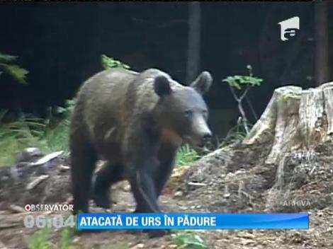 Atacată de urs în pădure