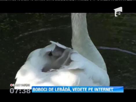 Boboci de lebădă, vedete pe internet