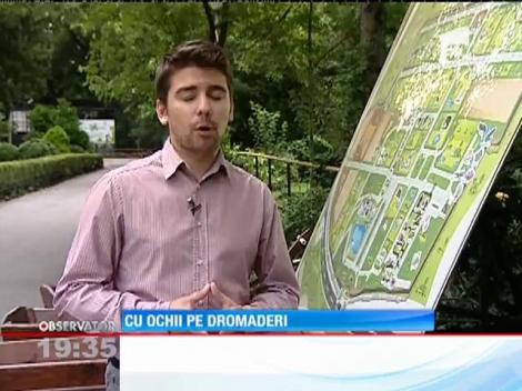 Grădina Zoologică din Bucureşti are încă doi locuitori! Doi pui de dromaderi