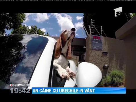 Un basset de 7 ani adoră să se plimbe cu maşina