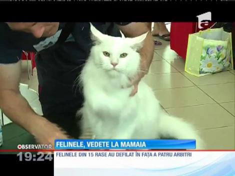 Expoziție de pisici de rasă la Mamaia