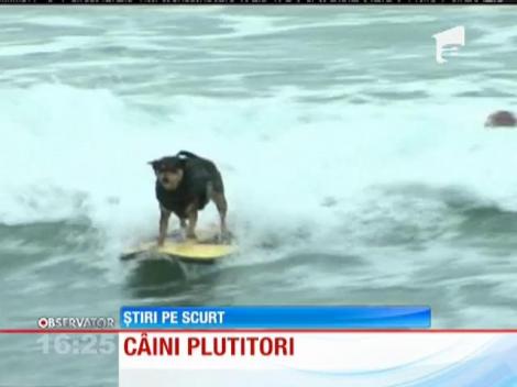 Copetiţie de surf cu câini