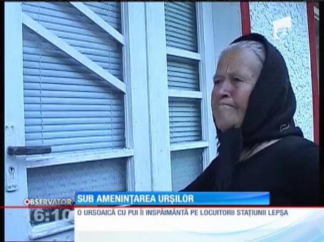 Vrâncenii, sub ameninţarea urşilor