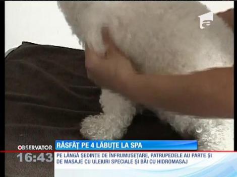 Primul spa canin din România