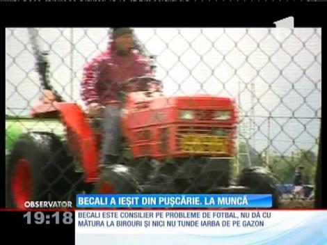 Deținutul Gigi Becali s-a întors la muncă