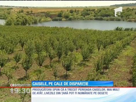 Caisele şi piersicile de România sunt pe cale de dispariţie