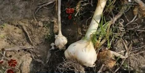 Usturoiul XXL a crescut într-o grădină din Maramureş: Uite cât de mare este!