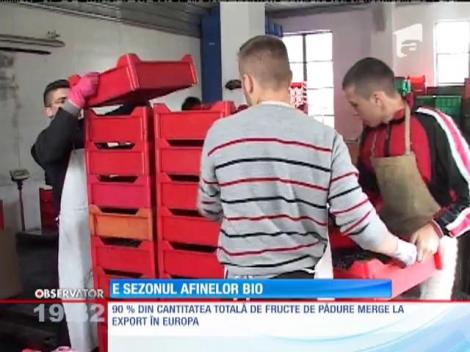 E sezonul afinelor bio