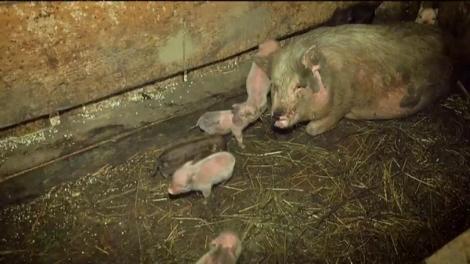 Daniela Crudu a plimbat un purcel în poşetă