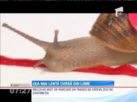 Cea mai lentă cursă din lume: 150 de melci s-au luat la întrecere!