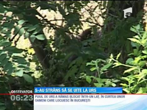 Braconierii au început să întindă capcane şi în curţile oamenilor