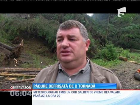 O tornadă a pus la pământ o pădure întreagă, în Suceava