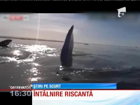 Întâlnire de gradul zero în cu un grup de balene