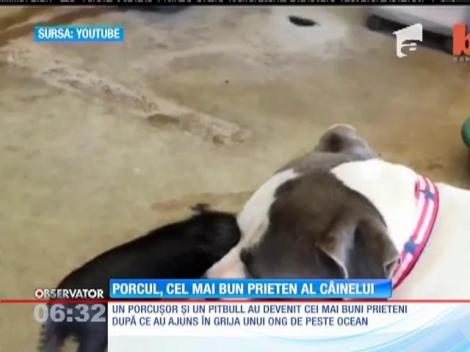 Porcul, cel mai bun prieten al câinelui