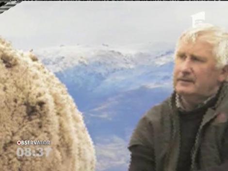 O oaie din Noua Zeelandă s-a transformat într-o minge de lână