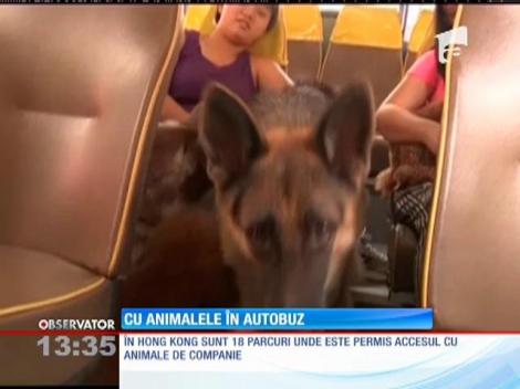 Linie de autobuz unde pasagerii se pot deplasa împreună cu animalele lor