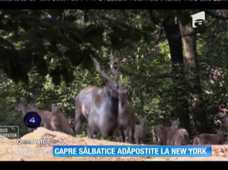 Capre sălbatice adăpostite la New York