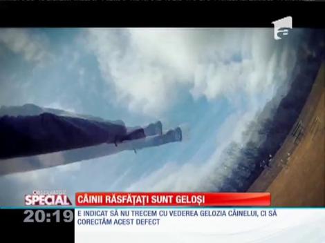 Câinii răsfăţaţi sunt foarte geloşi