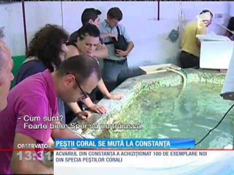 Peşti corali, la Acvariul din Constanţa