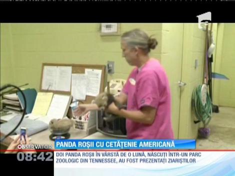 Doi pui de panda, vedetele unei gradini zoologice din SUA