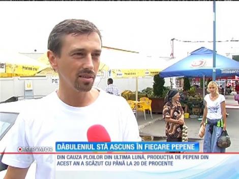 Dăbuleniul stă ascuns în fiecare pepene