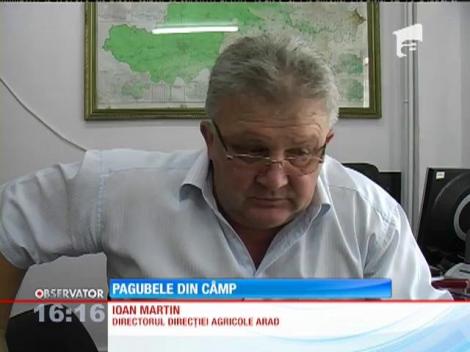 Şoarecii de câmp fac ravagii în recolta de pepeni