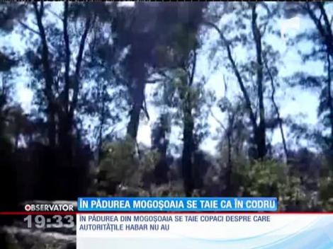 La Mogoşoaia cad copaci şi se ridică vile