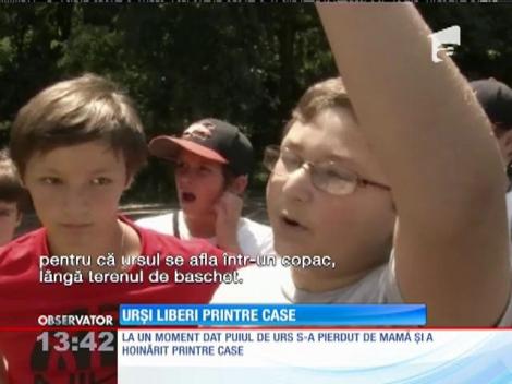 Urşi liberi printre case, în New Jersey