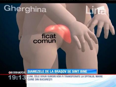 Siamezele de la Brașov se simt bine