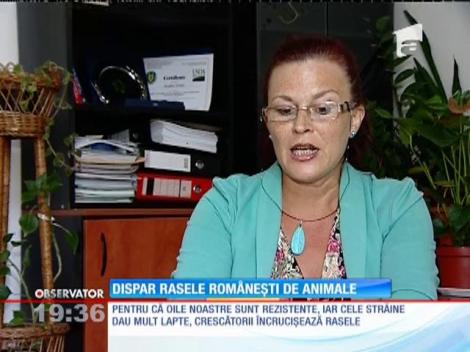 Dispar rasele românești de animale