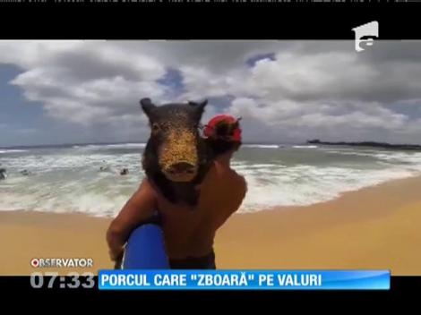 N-ai cum să ratezi asta: Un porc ”zboară” pe valuri, în Hawaii!