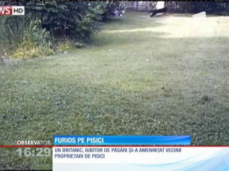 Scandal mare într-un orăşel din Marea Britanie, din cauza unor pisici