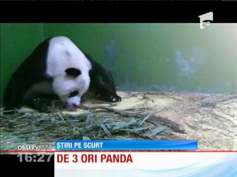 A venit pe lume primul set de tripleţi panda, in China