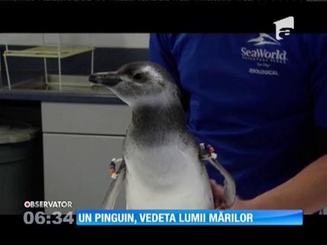 Un pinguin, vedeta acvariului "Lumea Mărilor" din California