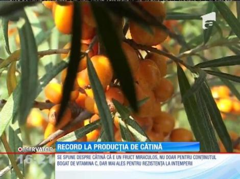 Record la producția de cătină