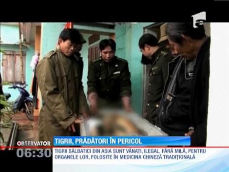 Tigrii sunt tot mai ameninţaţi de braconierii fără scrupule