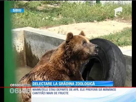 Regim de caniculă la grădina zoologică din Sibiu