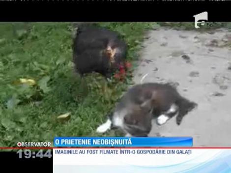 Prietenie neobișnuită între o găină şi un pisoi