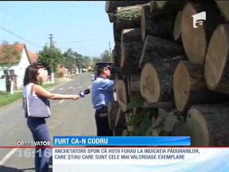 Şeful unui ocol silvic din Arad şi zece pădurari, cercetaţi pentru trafic cu lemne