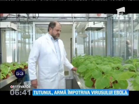 Tutunul, armă împotriva virusului Ebola
