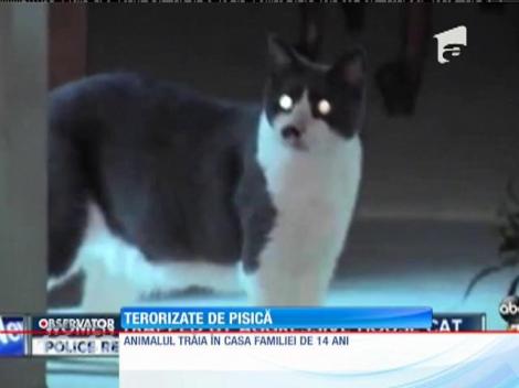 Două femei, ținute ostatice de propria pisică